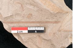 Foto (Detailansicht) von Zostera ungeri Ettingshausen (NHMW-GEO-2024-0188-7924)